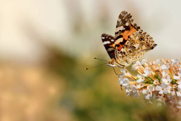 Egy Színes Pillangó Európában Oldalirányban Egy Fehér Orgona Virágzásán Fény — Stock Fotó