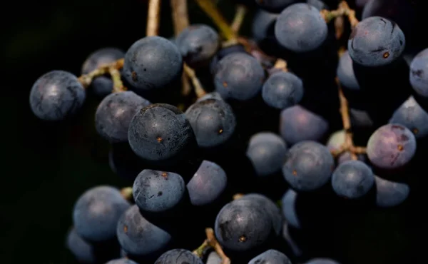 在欧洲 新鲜黑葡萄在漆黑的背景前被遮掩 — 图库照片