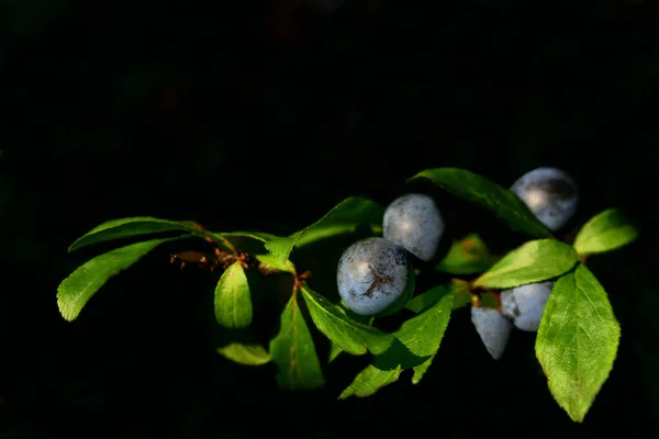 Close Branch Ripe Blue Sloes Front Dark Background — Stock Photo, Image