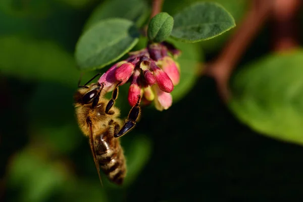 Egy Mézelő Méh Közelsége Amint Ételt Keres Egy Kis Vörös — Stock Fotó