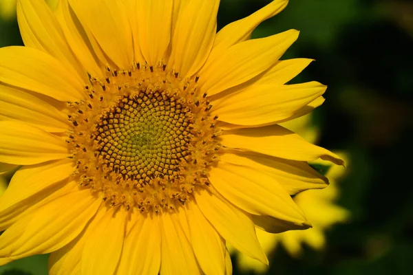 Fechar Único Girassol Florescendo Amarelo Brilhante Frente Fundo Escuro — Fotografia de Stock