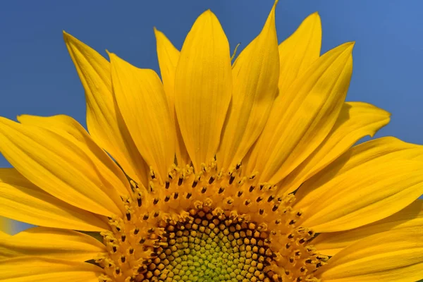 Крупный План Ярко Желтого Цветущего Подсолнечника Пыльцой Летом Фоне Голубого — стоковое фото