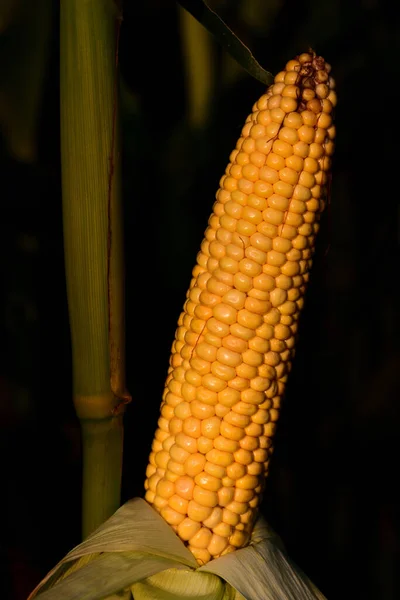 Zbliżenie Świeżej Żółtej Kukurydzy Ziarnami Świecącymi Polu Przed Ciemnym Tłem — Zdjęcie stockowe