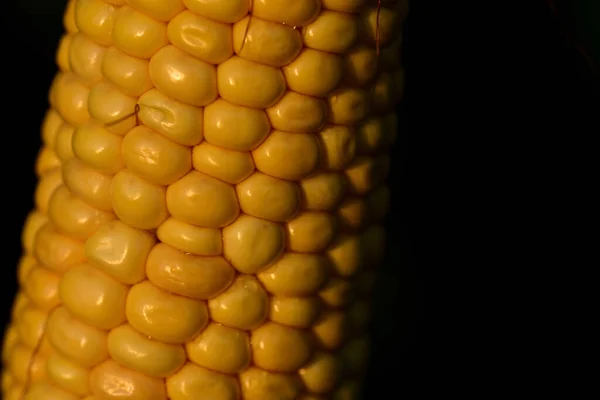 Closeup Fresh Yellow Corncob Luminous Grains Field Front Dark Background — Stock Photo, Image