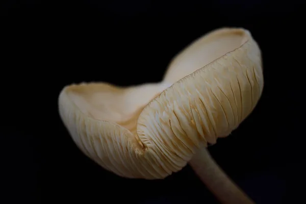 Closeup of a fresh light brown mushroom with slats in front of dark background