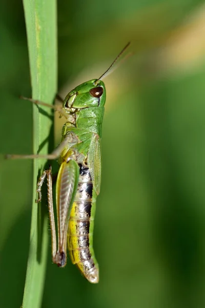 Closeup Isolated Green Female Grasshopper Blade Grass Front Green Background — Stock Photo, Image