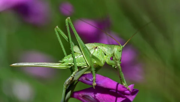 Closeup Green Grasshopper Lilac Blossom Outdoor — Stock Photo, Image