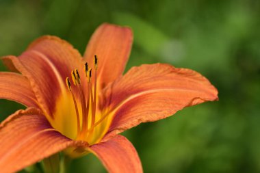 Sarı arı poleniyle portakal zambağı yakın plan ve detaylı görüntüsü.