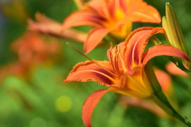 Baharda yeşil arka planda sarı arı poleni olan turuncu bir zambak.