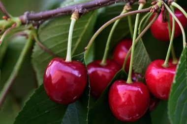 Olgun kırmızı kirazlar yazın kiraz ağacının dalında sallanıyor.