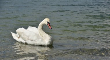 Güzel beyaz bir kuğu gölde tek başına yüzüyor.