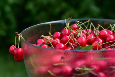 Cam bir kasede taze kırmızı kirazlar