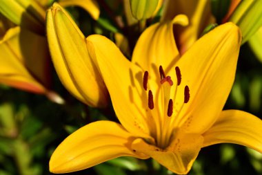 Yeşil arka planda sarı bir zambak çiçeği