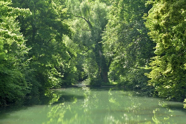 Vieux Arbres Verts Tiennent Près Lac Forment Fond Conte Fées — Photo