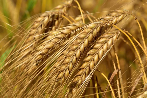 Mısır gevreğiyle tarlada olgunlaşmış mısır gevreği kulakları.