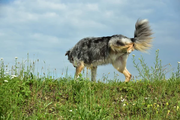 A gray hairy male dog marks on a meadow in front of blue sky