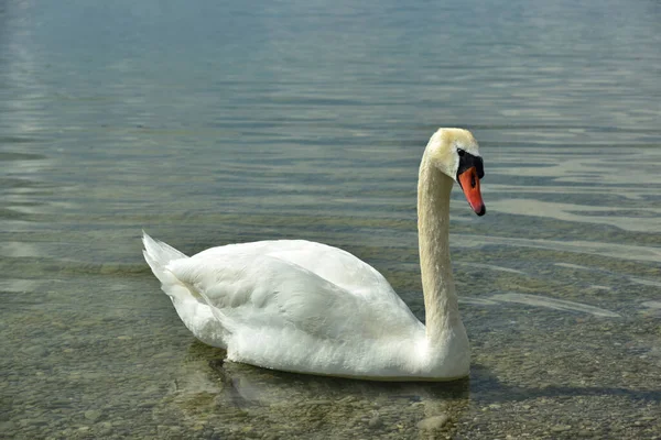 Hermoso Cisne Blanco Está Nadando Solo Lago —  Fotos de Stock