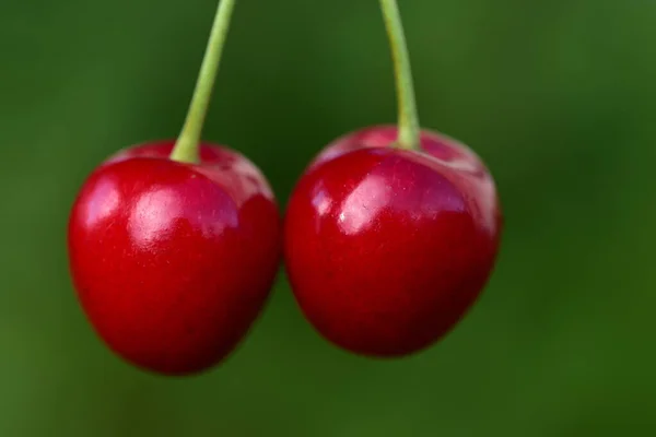 Primer Plano Dos Cerezas Rojas Colgando Sobre Fondo Verde — Foto de Stock