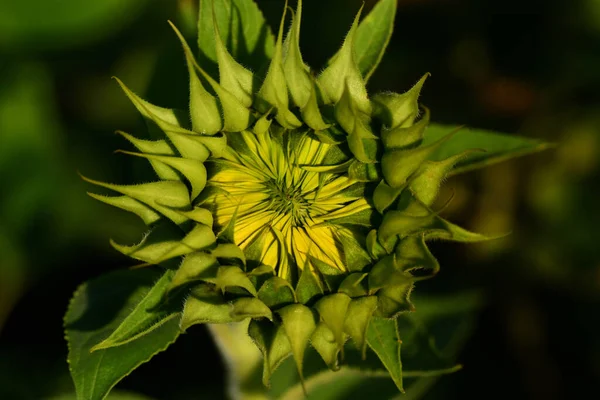 Nyáron Napraforgó Zárt Virágának Bimbója Mint Közelkép — Stock Fotó