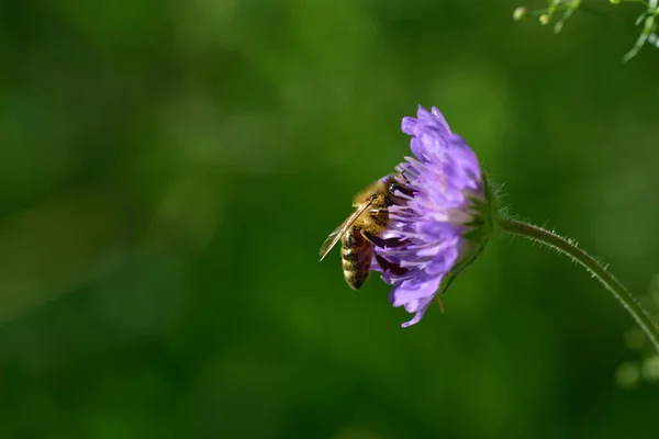 Malá Včela Sedí Fialové Louce Před Zeleným Pozadím — Stock fotografie
