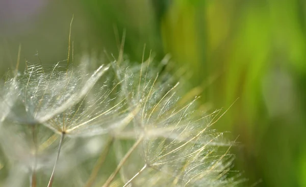 여름에 앞에서 민들레씨와 날아다니는 잉꼬의 씨앗을 배경으로 — 스톡 사진