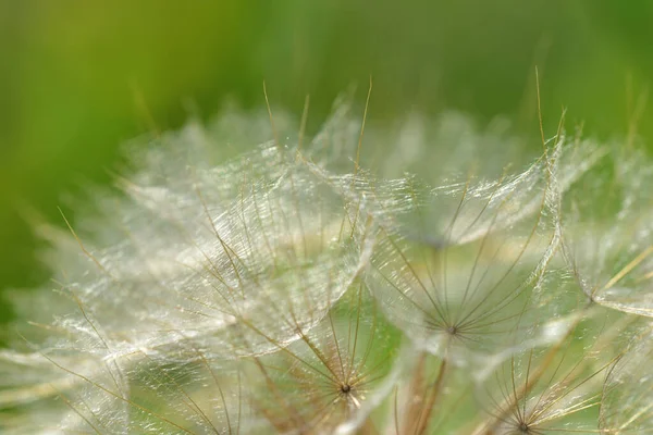 Background with the seed parakeets and flying seeds of a dandelion in summer in front of green background