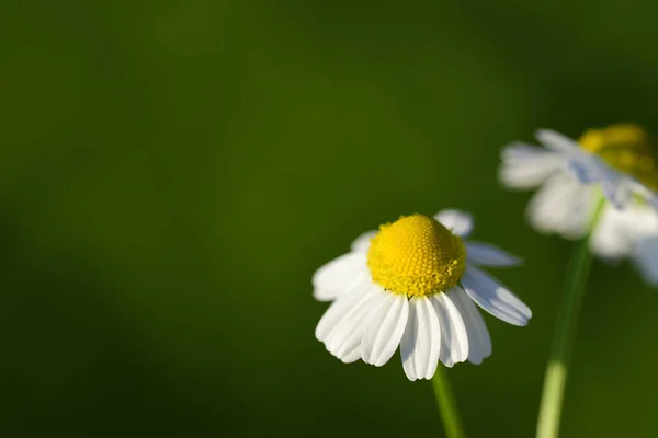 Крупный План Ромашкового Цветка Желтой Пыльцой Белыми Лепестками Зеленом Фоне — стоковое фото