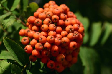 Taze turuncu yaban mersinleri yazın ağaçtan sarkan yeşil arka planda.