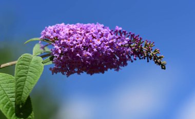 Mavi bir gökyüzüne karşı dalın üzerinde narin mor bir leylak çiçeği.