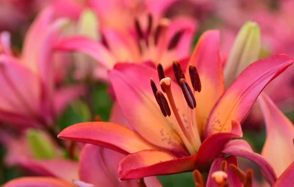 Çiçek tarlasında diğer zambakların önünde kırmızı renkli bir pastel zambak yakın plan.