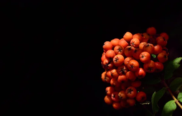 Свежие Оранжевые Рябины Летом Свисают Дерева Черном Фоне — стоковое фото