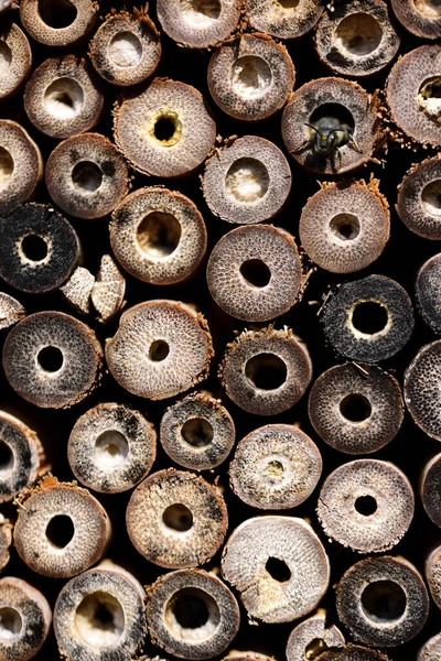 Close Detailed View Texture Insect Hotel Hollow Reeds Which Small — Stock Photo, Image