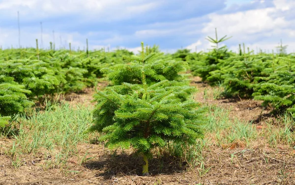 Small green fir trees grow in a clearing against a cloudy sky in Germany, as part of afforestation or for the breeding of Christmas trees