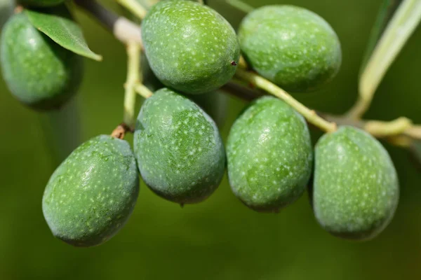 Azeitonas Verdes Pertencem Ramo Oliveira Sicília Verão Ainda Não Estão — Fotografia de Stock