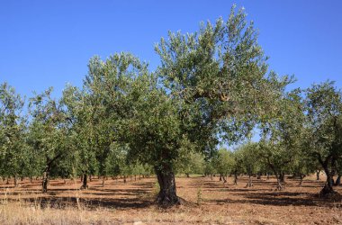 Sicilya 'da bir zeytin tarlası. Mavi gökyüzüne karşı çıplak dünya üzerinde bir sürü zeytin ağacı var.