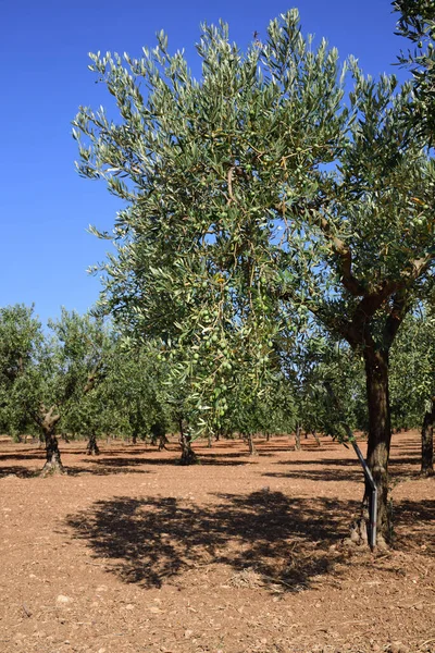 Sicilya 'da bir zeytin tarlası. Mavi gökyüzüne karşı çıplak dünya üzerinde bir sürü zeytin ağacı var.