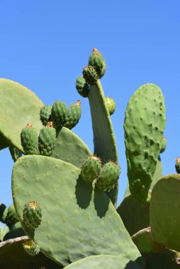 Mavi gökyüzüne karşı yeşil dikenli armut büyüyor ve hala olgunlaşmamış yeşil dikenli armutlar portre biçiminde olmak üzere.