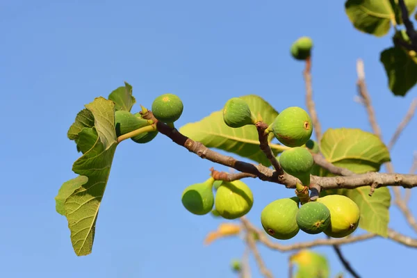 Ramo Uma Figueira Contra Céu Azul Com Figos Folhas Figo — Fotografia de Stock