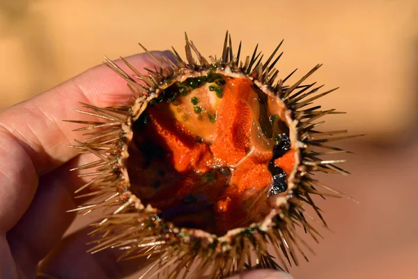 Close up of a cut open sea urchin (Echinoidea) with lots of orange eggs, which is held by a hand