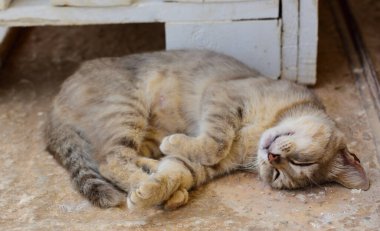 Gri olmayan bir kedi, güneşin altındaki beyaz paletlerin önünde kirli bir zeminde yatıyor.