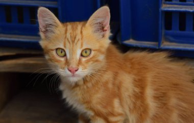 Çok zayıf olan küçük, kırmızı ve beyaz bir kedi mavi plastik kutuların önündeki kameraya bakar.
