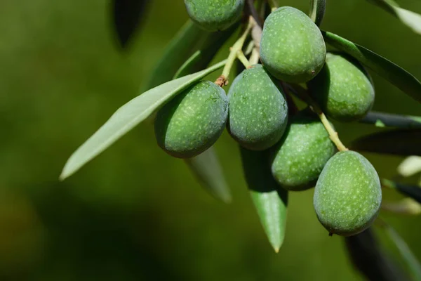 Azeitonas Verdes Pertencem Ramo Oliveira Sicília Verão Ainda Não Estão — Fotografia de Stock