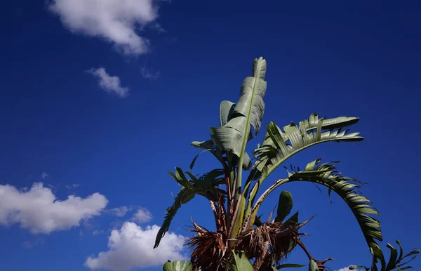 Sommet Bananier Ornemental Souffle Dans Vent Contre Ciel Bleu Avec — Photo