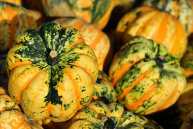 Renkli balkabakları hasattan kısa bir süre sonra yan yana yatar ve bir arka plan oluştururlar.