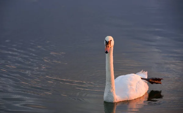 A white swan swims on the lake in the evening sun
