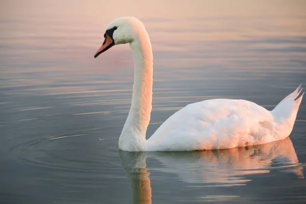 Білий Лебідь Плаває Озері Під Вечірнім Сонцем — стокове фото