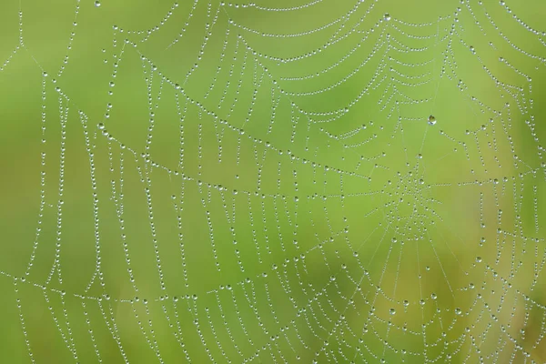 秋天的蜘蛛网的特写 上面挂着绿色背景下的小水滴 — 图库照片