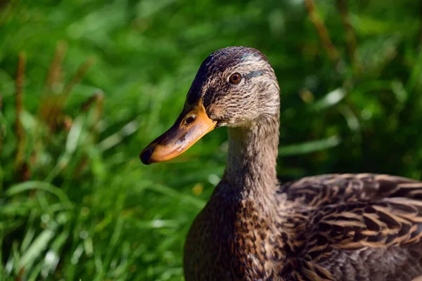 Close-up of a brown wild duck looking sideways into the picture in front of green grass