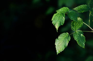 Taze yeşil ahududu yaprakları, koyu bir arkaplana karşı, yandan resmin içine dışa doğru uzanıyor.