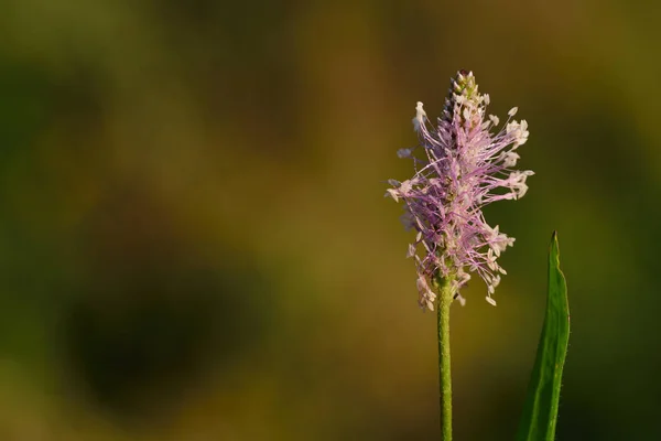 Közelkép Virág Egy Bordafű Plantago Lanceolata Egy Levél Zöld Háttér — Stock Fotó